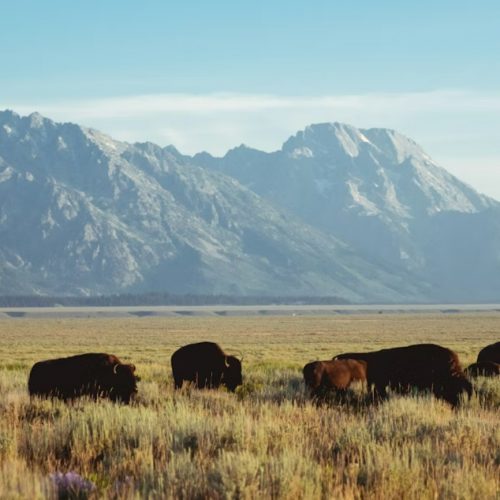herd of bison grazing in open valley with mountain backdrop